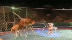 马戏团表演现场