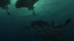 影视原声 - 电影<海底总动员2:多莉去哪儿>中文版IMAX预告片3