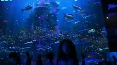 影视原声 - 电影<海底总动员2:多莉去哪儿>中国预告片1