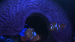 影视原声 - 电影<海底总动员2:多莉去哪儿> 中文版预告片