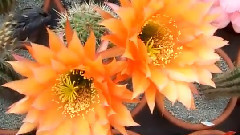 Trichocereusblute 2016