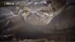 The lion VS Giant's Sharp Fighting