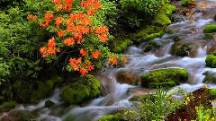 The Sound From The Heart