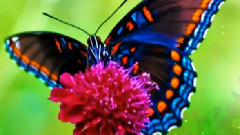 茶烟轻扬落花风