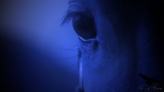 Nightwish - Angels Fall First