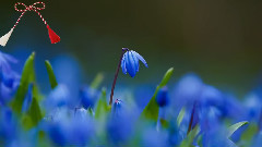 Un Martisor Pentru Tine