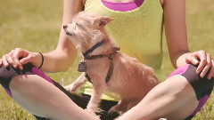 所有的狗都应该像克里斯滕蕊特这样的人