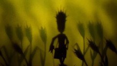 中岛美雪 - 麦の唄