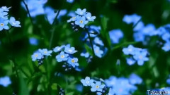 одноклассники