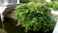 民乐群星 - 凌霄花(重六) 潮州音乐