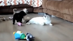 Щенки в восторге от кота