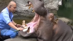Как бегемоту зубы чистят