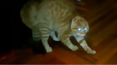 Коты не адекватные)))))