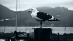Leonard Cohen - Undertow
