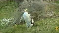 昭君出塞(琵琶)