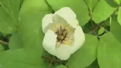 民乐群星 - 胡茄十八拍(古筝)