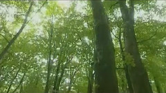 民乐群星,音乐短片 - 军港之夜(葫芦丝)