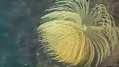 流星雨(萨克斯)