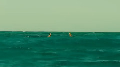 影视原声 - 电影<鲨滩>中文版预告片1