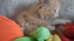 喵星人给猫咪洗完澡