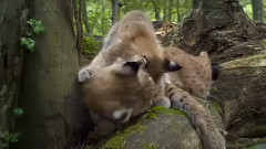 影视原声 - 纪录片<地球四季>中文版预告片