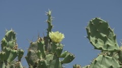 Dream The Relaxation