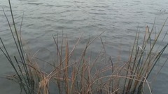 义乌福田湿地公园芦花荡