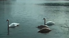 Tears On The Heather