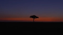 非洲大陆的原生态