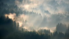 守护德国黑森林