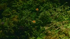 白马原始森林覆盖着苔藓和树叶