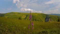 Bandari,音乐短片 - Ancient Poem