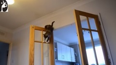 Challenge The Lost Cat