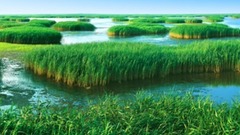 盘锦芦苇荡