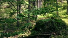 沉思冥想享受自然的宁静