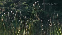 宁静舒缓的轻音乐自然风光美景