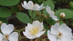 千年后想叫的名字