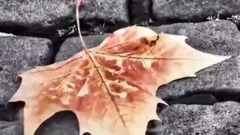 Smells Of Roses(把悲伤留给自己)