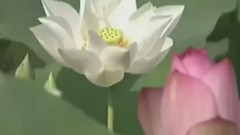 民乐群星,音乐短片 - 莲花