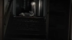 By The Roes, And By The Hinds Of The Field