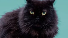 魏如萱 - 那边的女人,这边的猫