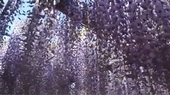 Secret Garden,音乐短片 - 那时花开