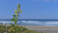 Bandari,音乐短片 - Whistle Of The Wind