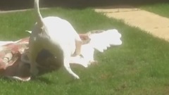 English Bull Terrier ecstatic about new toy