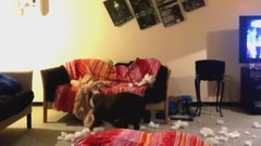 Overly excited dog makes mess in living room