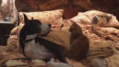 Patient Great Dane tolerates cat on catnip