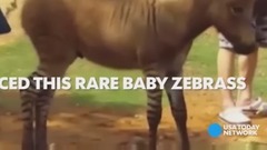 Half-zebra, half-donkey is 100% adorable