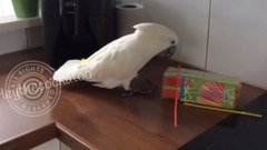 漂亮的鹦鹉拔吸管