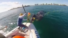 从鲨鱼网救出的小鲸鱼