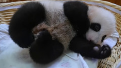 中国熊猫宝宝